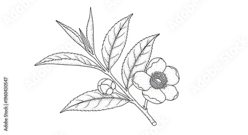 Tea Plant Branch with Flower and Leaves, Botanical Illustration