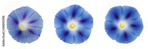 Schilderij op canvas Three blue morning glory flowers with purple stripes and yellow centers isolated on white background