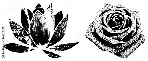 Artistic designs, lotus blossom and rose, halftone texture, graphic vector art, botanical illustration, symbolic flowers, isolated motifs.