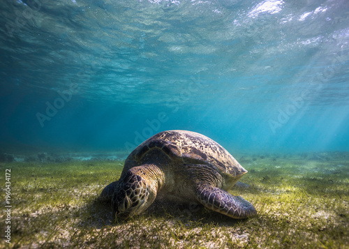 Photography A peaceful and minimalist image of a large Green sea turtle underwater grazing o