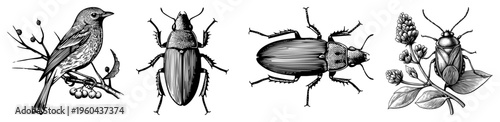 Bird, beetles, and insects on foliage botanical & zoological vector art with fine and shading.