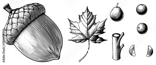 Hand drawn botanical elements including acorn, maple leaf, pear, and fruit slices, rendered in vintage engraving style with hatching, ideal for seasonal design or nature themed projects.