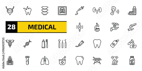 medical outline icon set. 28 linear vector for ui, web and mobile. thin line bladder, molar, vertebra and more icons.