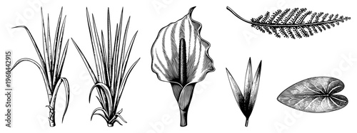 Hand drawn plant specimens with fine, including sword like leaves, calla lily, fern frond, and water lily, rendered in classic botanical style.