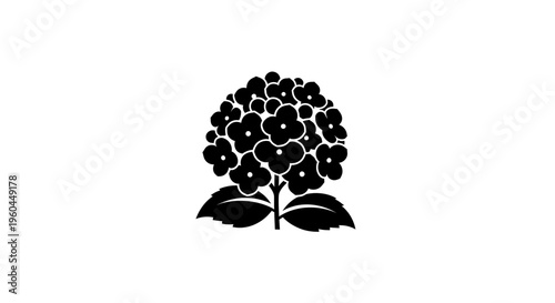 Black and white hydrangea flower silhouette, isolated on white background