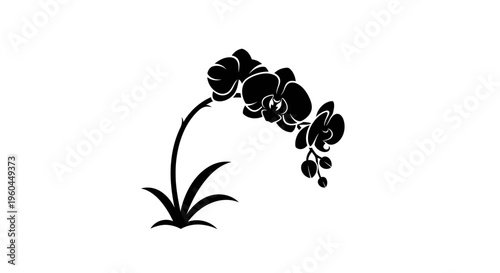 Silhouette of blooming orchid flower branch with leaves on white background