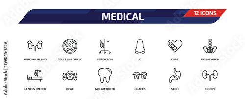 medical outline icon set. 12 linear vector for ui, web and mobile. thin line adrenal gland, cells in a circle, perfusion and more icons.