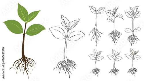 Botanical illustration tracks the growth of a young plant from its roots and initial sprout to a leafy seedling in several versions.