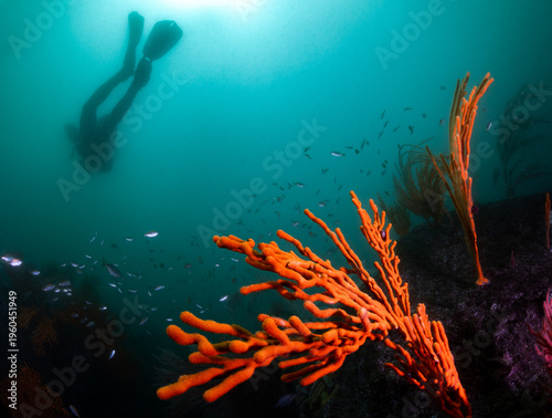 A seascape with a bright orange Sinuous Sea Fan in the foreground, with a Scuba Diver Silhouette in the background, and a school of small fish dotting the image with silver spots