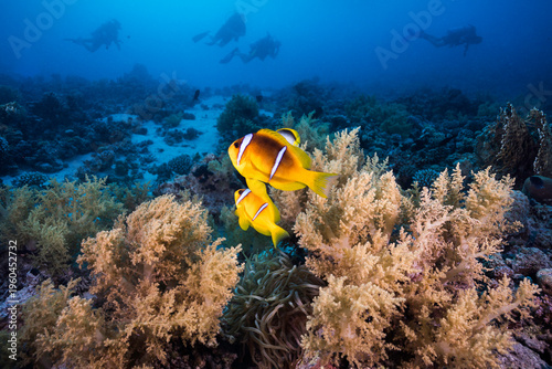 A wide close-up shot of two anemone fish in the foreground, with the tropical reef, soft coral, and silhouettes of scuba divers in the distant background