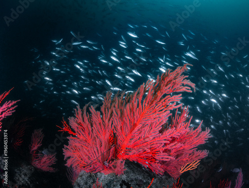 A big school of fish is swimming past a bright Palmate sea fans in deep water on a cold water reef