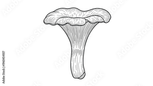 Detailed engraving illustration of a single chanterelle mushroom with fine line work and texture suitable for nature or culinary themed designs.