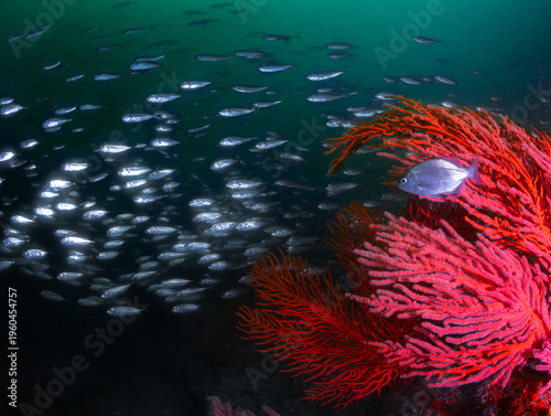 A big school of fish is swimming past a bright Palmate sea fans in deep water on a cold water reef