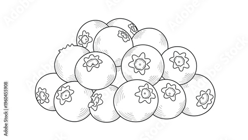 Large pile of ripe blueberries is illustrated in a classic engraving style using fine black lines to create shadows and realistic texture.
