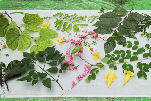 Hand-dyed striped fabric designs using eco-printing techniques, using leaves and flowers as backgrounds and abstract seamless textures.