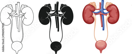 Human urinary system anatomy vector illustration showing kidneys, ureters and bladder in outline, silhouette and colored medical diagram styles isolated