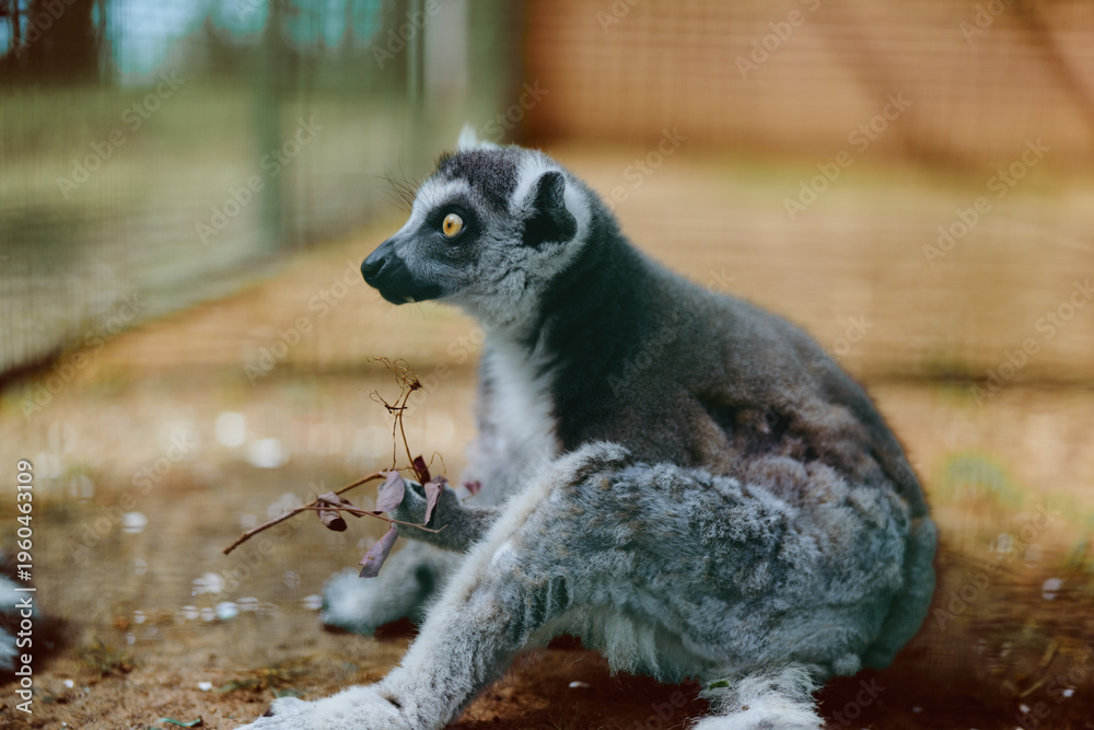 Fototapeta premium Lemur ring-tailed primate zoo wildlife animal mammal sitting on ground holding a small branch, closeup portrait with expressive eyes, soft fur and striped tail in enclosure setting.
