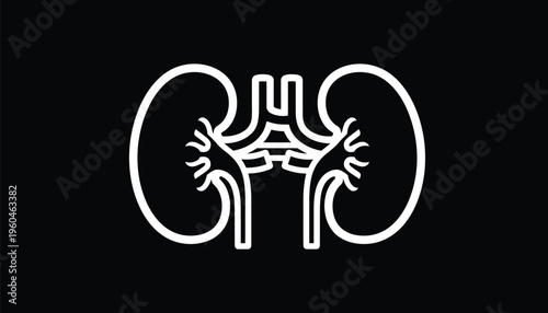 Minimalist kidney icon vector, human renal system line art, medical urology organ symbol