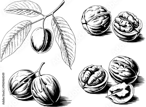 Detailed black and white ink of walnuts branch and whole and cracked nuts food ingredient