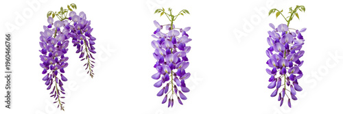 Foto Beautiful hanging purple wisteria flower clusters with delicate petals isolated on white background image set