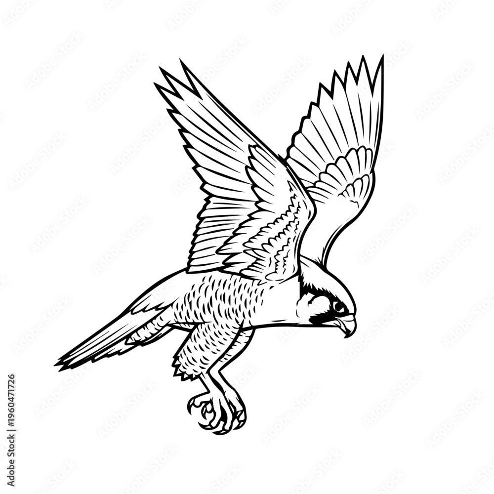 Obraz premium Illustration of a hawk in mid flight with detailed linework and feathers in monochrome artistry.