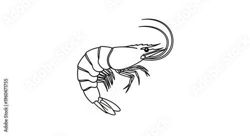 Detailed drawing of a shrimp.