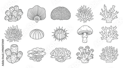 Explore a diverse collection of hand drawn marine organisms and fungi outlines perfect for educational materials aquatic themed graphic resources and engaging coloring book pages