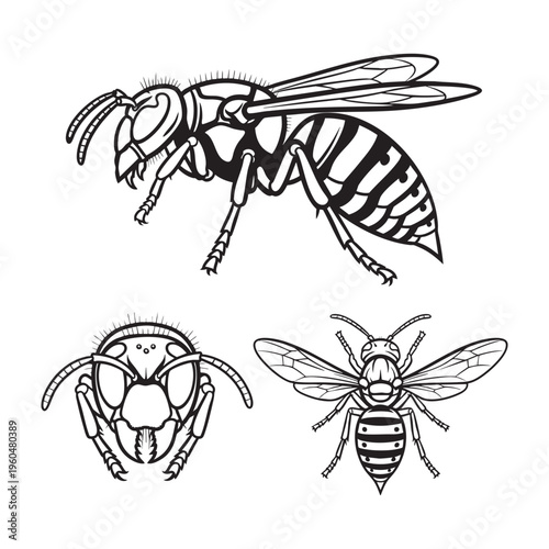 Hornet Wide Eye Stripe Three View Bold Line Art Vector Design