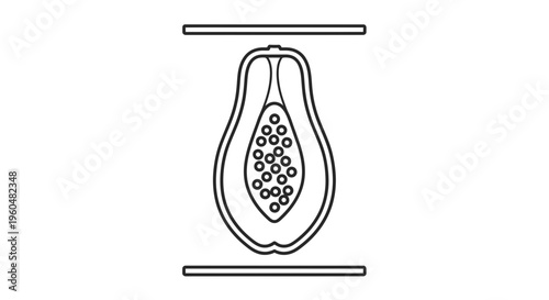 Simple linear illustration of a ripe papaya fruit cut open displaying its internal seeds