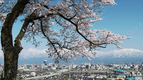 Wallpaper Mural 桜満開の呉羽山展望台から冠雪の北アルプスと富山市市街地眺望 Torontodigital.ca