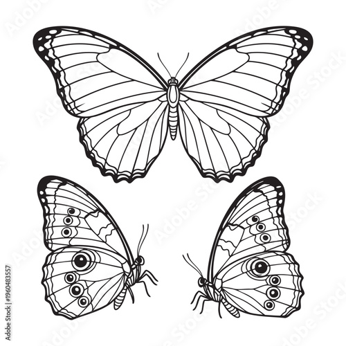 Morpho Butterfly Iridescent Wing Three View Bold Line Art Vector Design