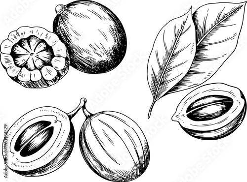 Hand drawn botanical of whole and halved nutmeg fruits with leaves seed