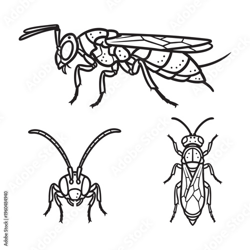 Jewel Wasp Metallic Slender Three View Bold Line Art Vector Set