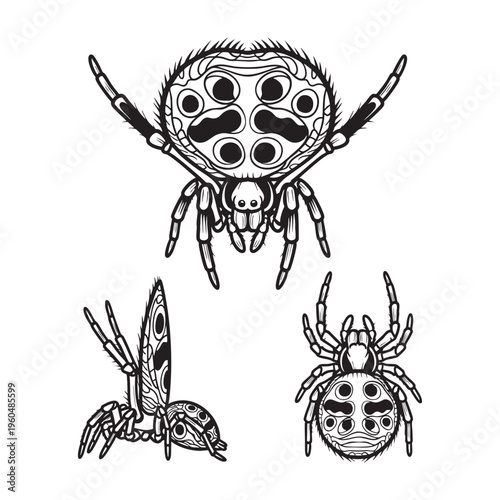 Peacock Spider Display Fan Three View Bold Line Art Vector Design