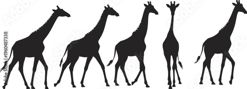 Collection of black giraffe silhouettes in various walking and standing poses isolated on white background for wildlife nature design, zoo animal vector flat illustration.