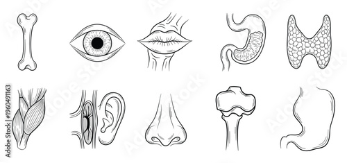 Human body anatomy collection showcasing skeletal structure, muscles, sensory organs, and internal systems ideal for educational content, medical presentations, and health publications.
