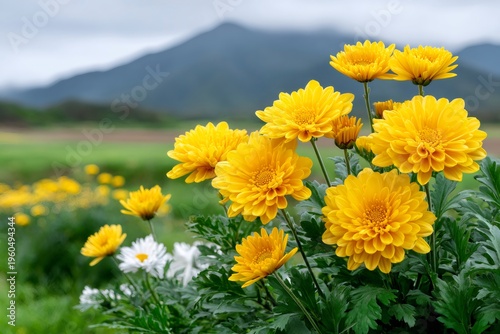 Yellow chrysanthemum flowers blooming in natural mountain landscape