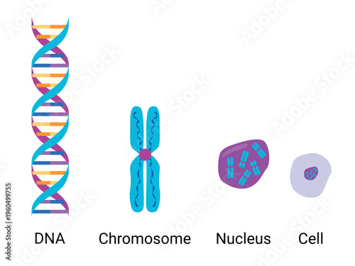 DNA, chromosome, nucleus and cell icons set. Genetic and biology concepts for science education, genetics research, medical infographic and laboratory design, isolated on white background. 