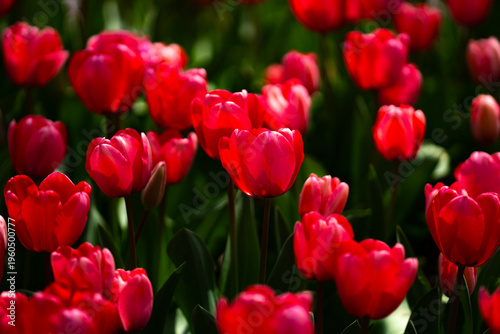 Beautiful tulips in a romantic nature scene. Red tulips in a green meadow. Tulips wallpaper. Spring season background. Tulips blooming in field. Tulip landscape.