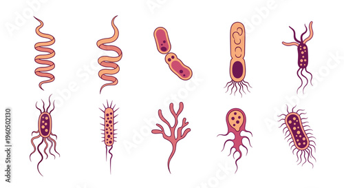 Different types of microscopic bacteria and germs in shades of pink and purple are presented in a scientific illustration.