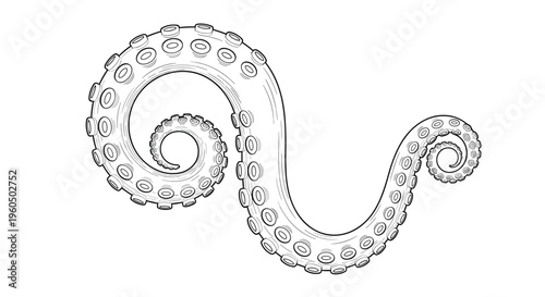 Curled octopus tentacle with numerous suction cups is shown in a detailed black and white line drawing on white.