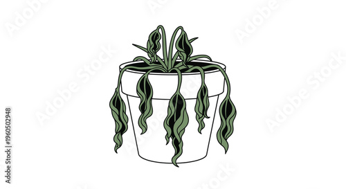 Wilted indoor plant with drooping dark green leaves in a simple white ceramic pot representing neglected houseplant care concepts.