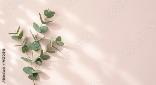 Fresh green eucalyptus branch resting on soft pink background perfect for delicate natural beauty concept and minimalist organic cosmetic presentation