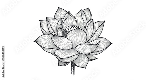 Hand-drawn Lotus Flower Sketch, Black and White Botanical Illustration