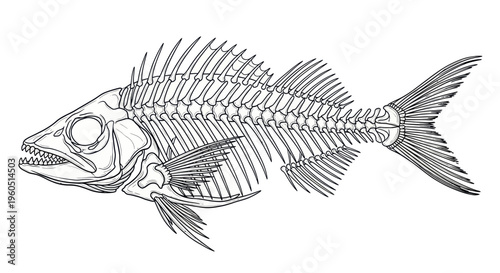 Fish Skeleton Outline Drawing - Marine Biology Illustration