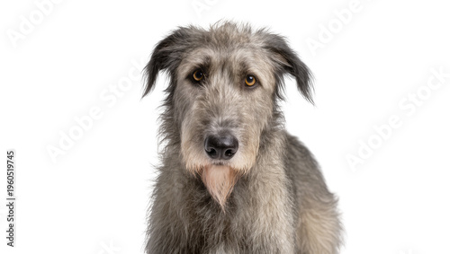 Shaggy grey Irish Wolfhound dog with wiry fur and expressive brown eyes looking ahead, isolated on transparent background