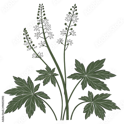 tiarella trifoliata flower