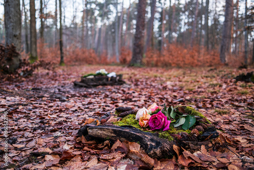 Morgens im Friedwald