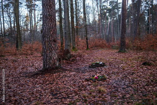 Morgens im Friedwald