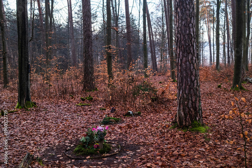 Morgens im Friedwald